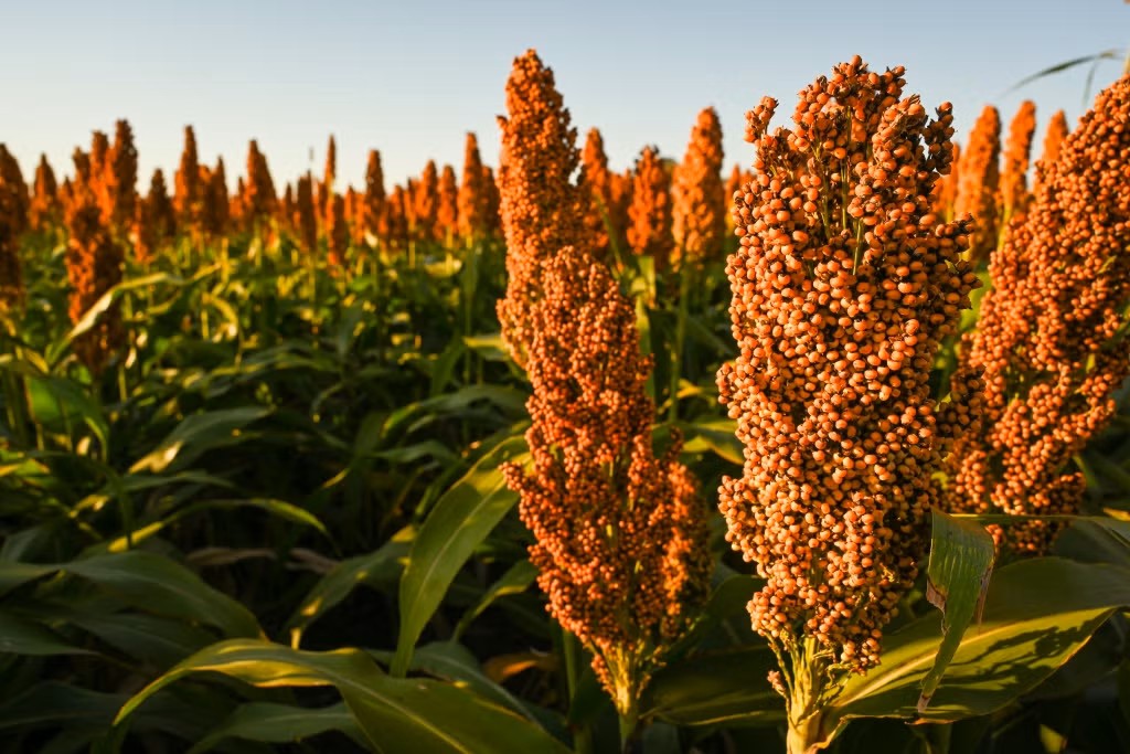 Sorgo paraguayo para alimentación animal y exportación
